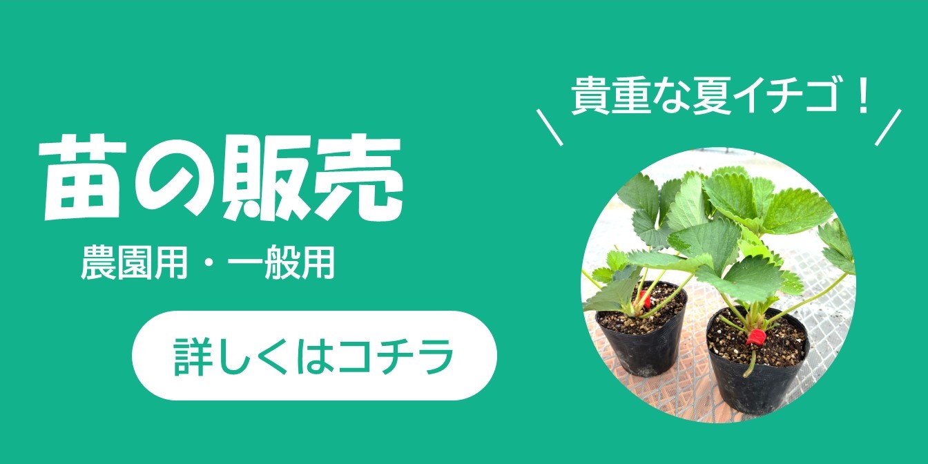 夏イチゴ苗四季成りイチゴ苗販売なつあかり夏のしずく