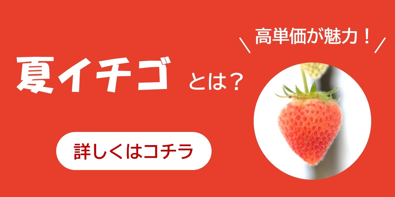 夏イチゴとは