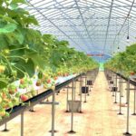 新規就農支援夏イチゴ栽培ビジネスなつあかり