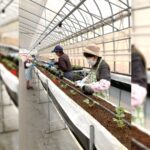 夏イチゴ産地創出農業振興