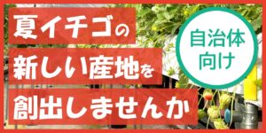 夏イチゴ産地創出農業振興