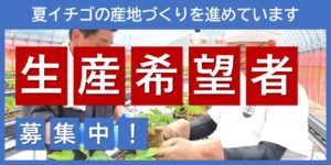 夏イチゴ産地創出農業振興