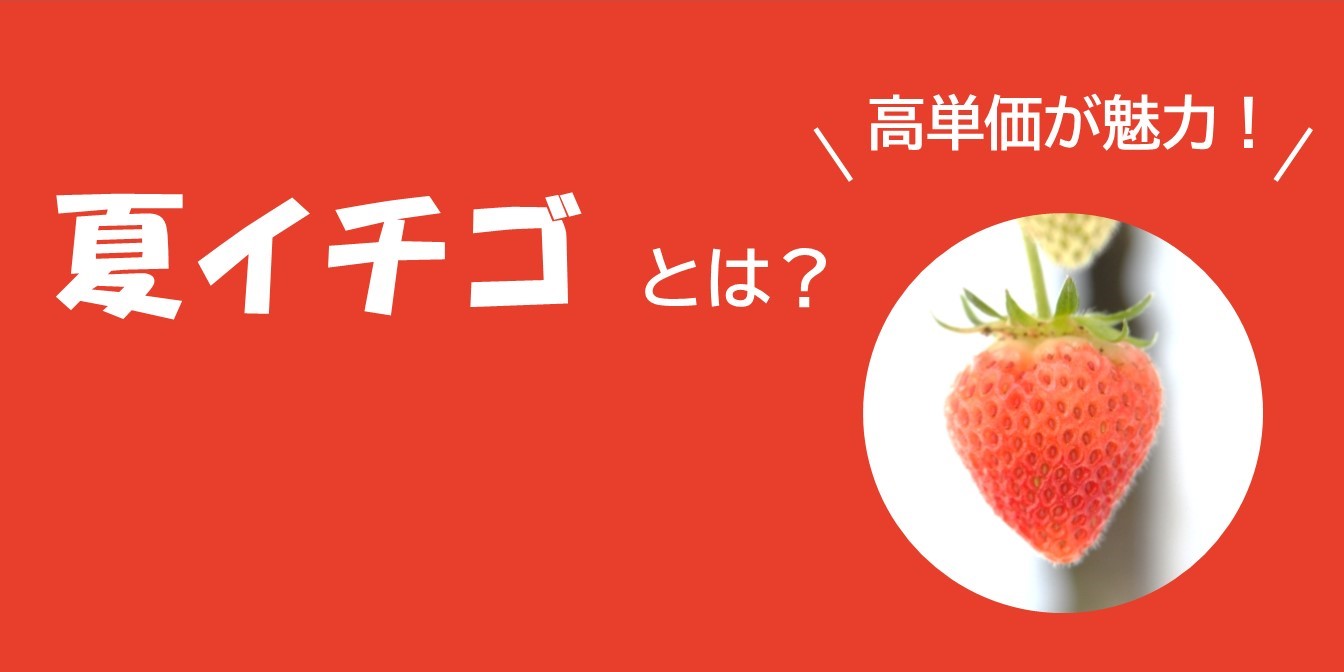 夏イチゴとは