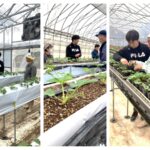 夏イチゴ産地創出農業振興