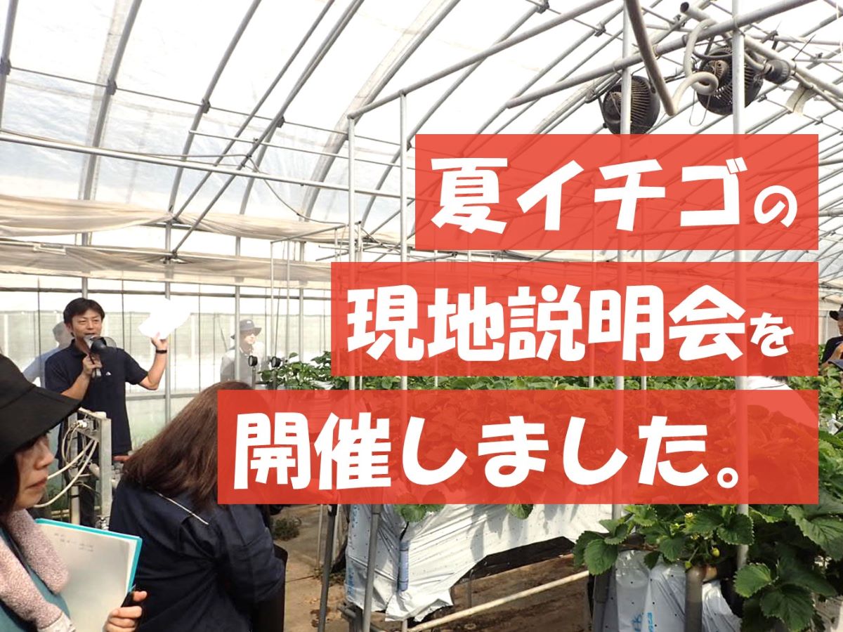 夏イチゴの現地説明会