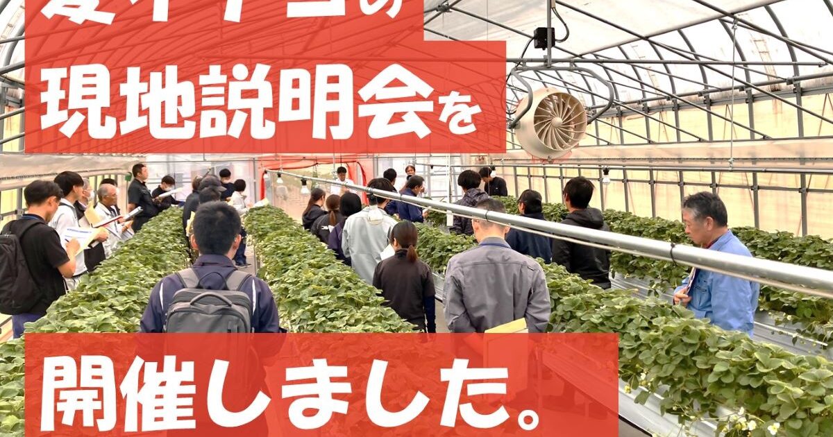 夏イチゴ現地説明会