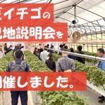 夏イチゴ現地説明会