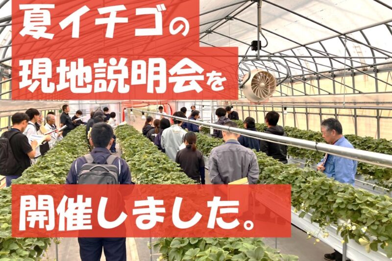 夏イチゴ現地説明会