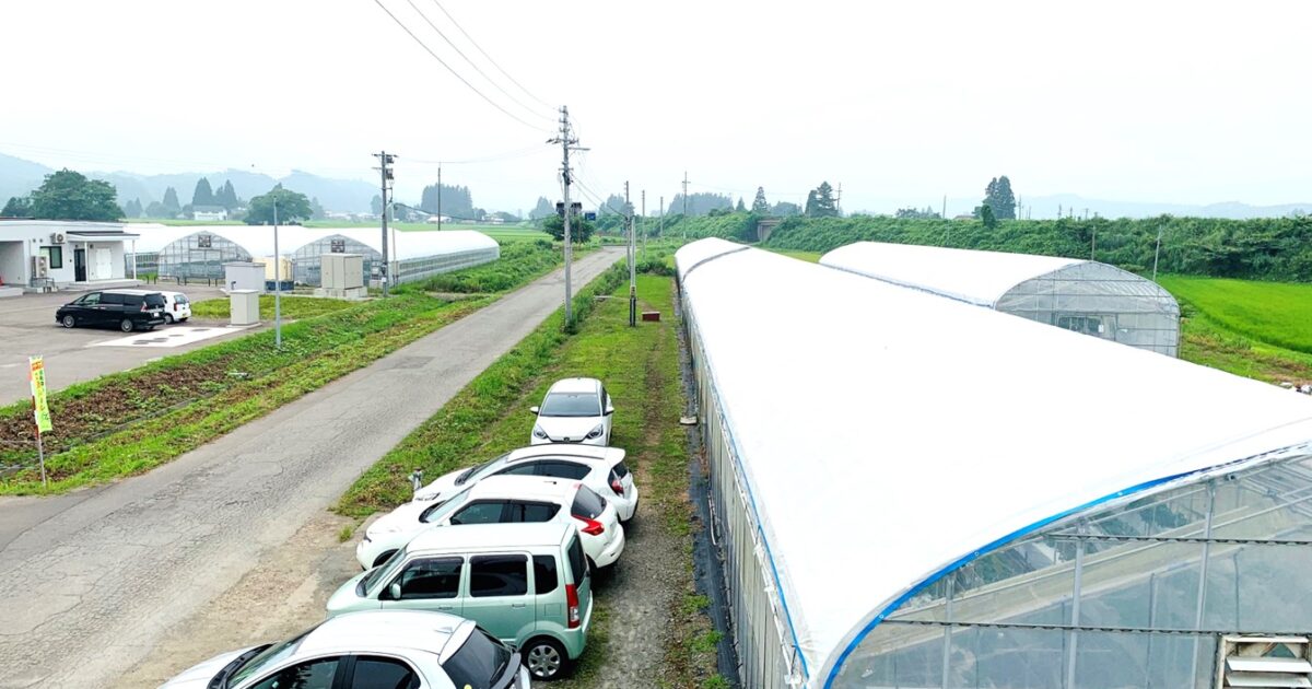 夏イチゴ農園ストロベリーファーム