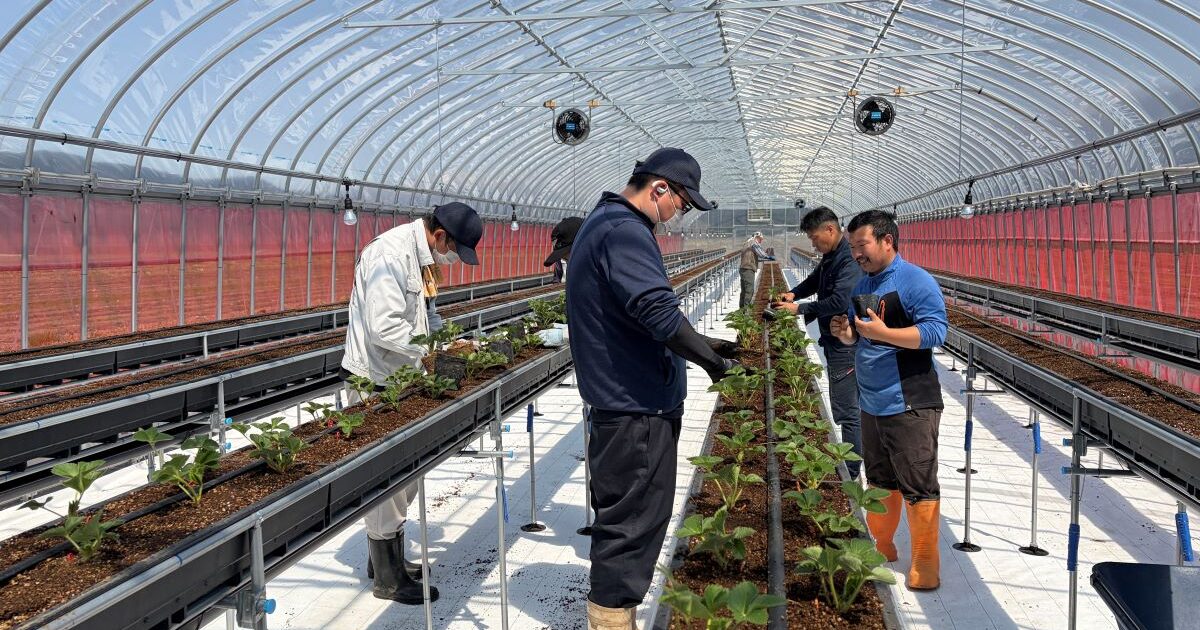 夏イチゴの定植