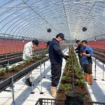 夏イチゴの定植