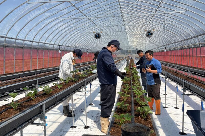 夏イチゴの定植